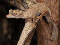 Uroplatus guentheri