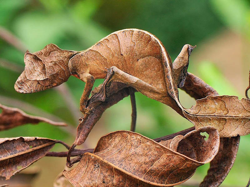 Uroplatus phantasticus