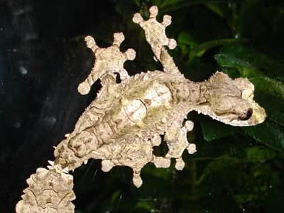 Uroplatus pietschmanni