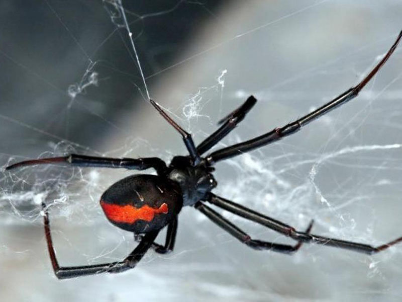 Latrodectus mactans