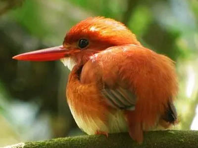 Ispidina madagascariensis