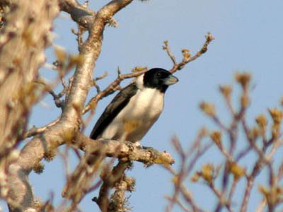 Xenopirostris xenopirostris