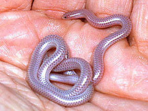 Xenotyphlops grandidieri