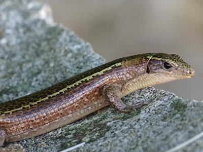 Zonosaurus madagascariensis