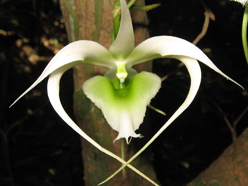 Aeranthes henricii