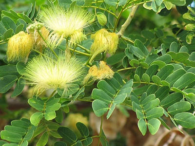 Albizia lebbeck