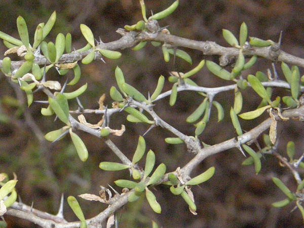 Alluaudiopsis marnieriana