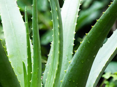 Aloe vera