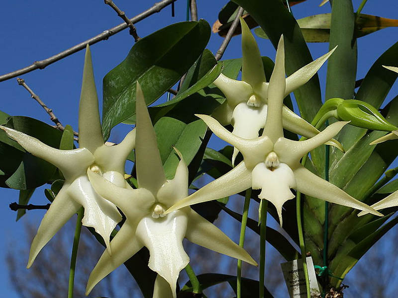 Orchid&eacute;e Angraecum sp.