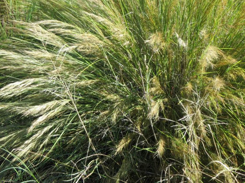 Aristida junciformis