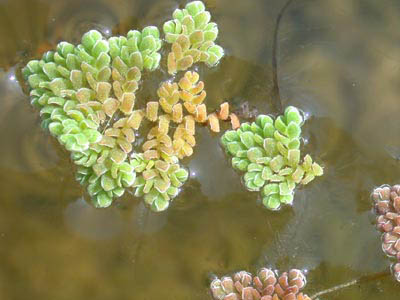Azolla pinnata