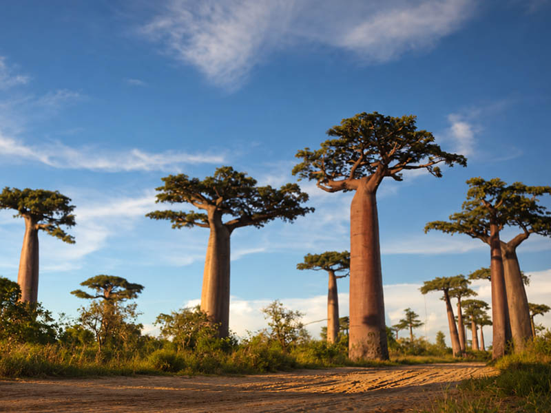 adansonia grandidieri