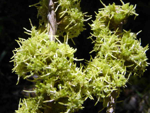 Brachylaena ramiflora