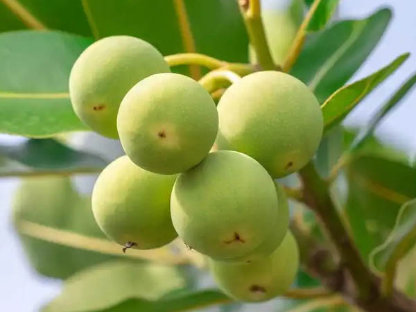 Calophyllum inophyllum