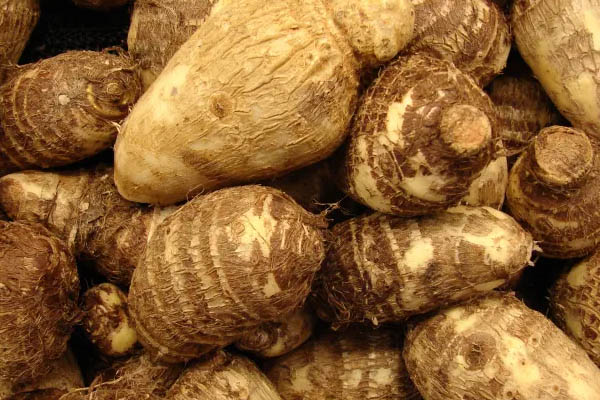 Colocasia esculenta