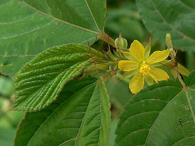 Corchorus olitorius