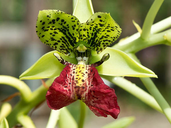 Cymbidiella pardalina