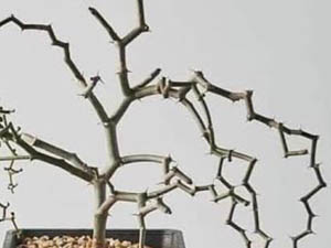 Decaryia madagascariensis