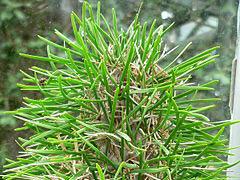 Didierea madagascariensis