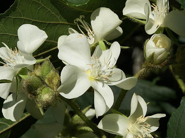 Dombeya acutangula