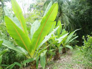 Ensete perrieri