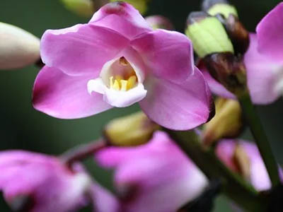 Eulophiella roempleriana