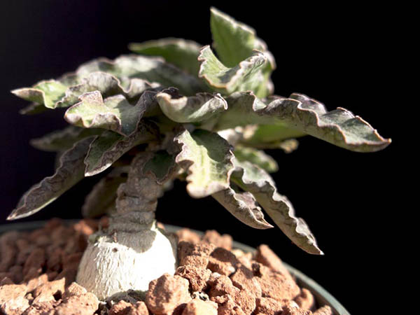 Euphorbia ambovombensis