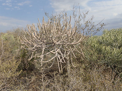 Euphorbia famantamboay