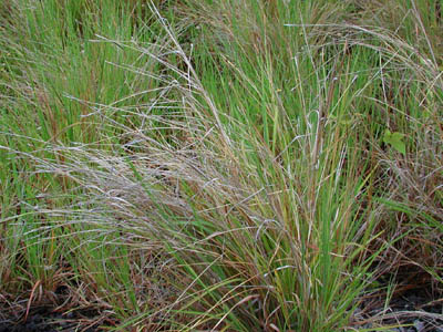 Heteropogon contortus