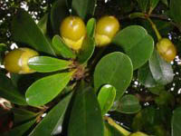 Humbertia madagascariensis