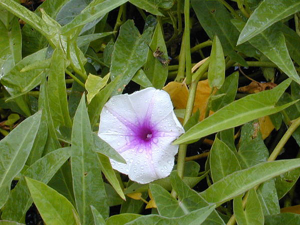 Ipomoea aquatica