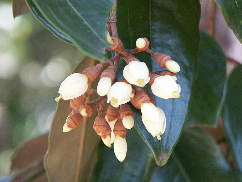 Leptolaena multiflora