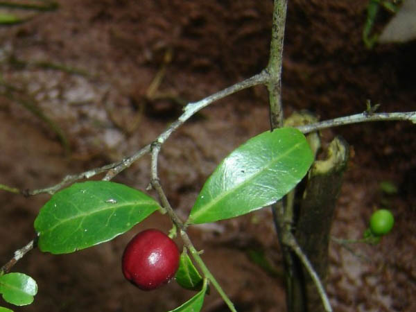 mystroxylon aethiopicum