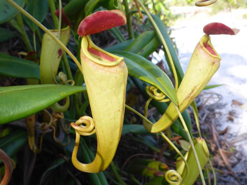 Nepenthes masoalensis