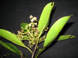Nepenthes masoalensis