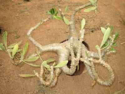 pachypodium