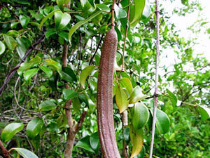 Plectaneia thouarsii