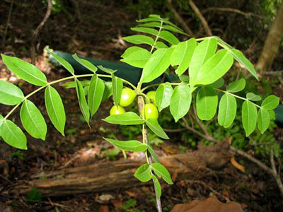 Poupartia silvatica