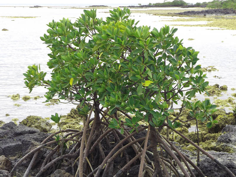 Rhizophora mucronata