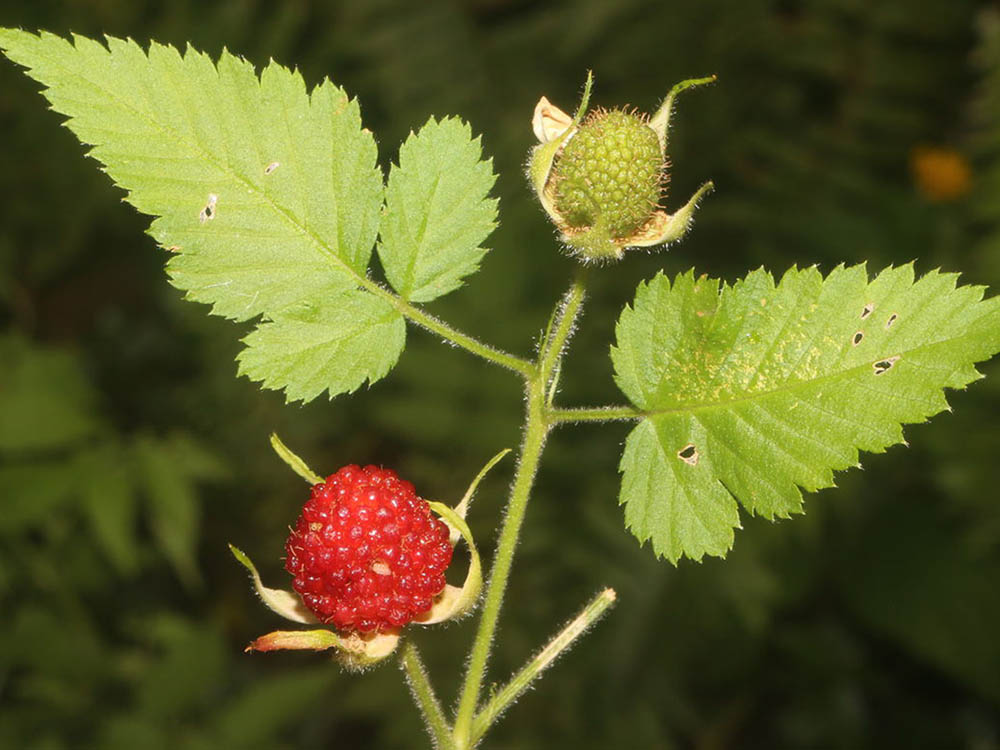 Rubus rosifolius