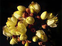 Sarcolaena multiflora