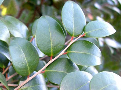 Securinega durissima