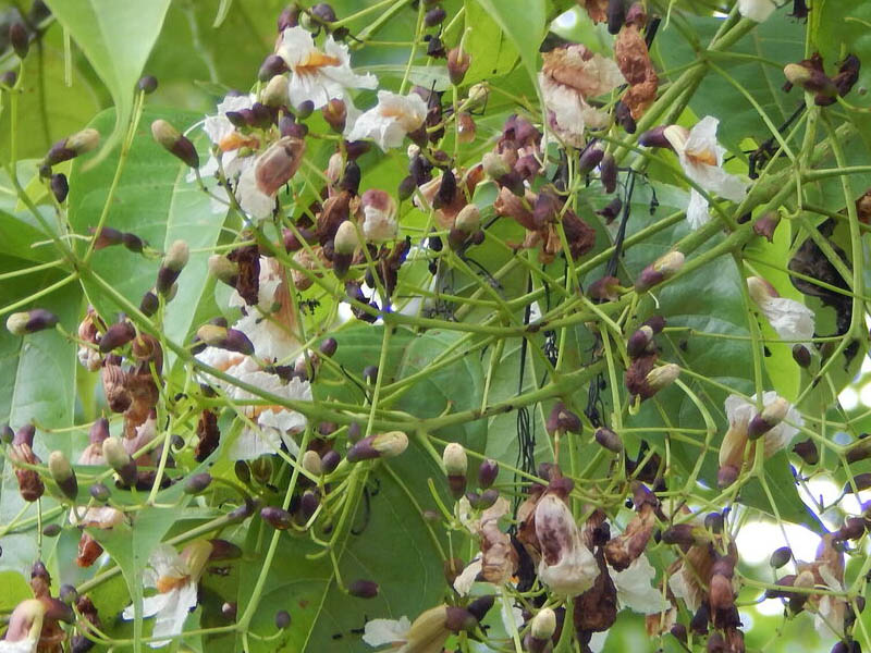 Stereospermum euphorioides