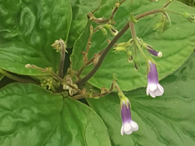 Streptocarpus variabilis