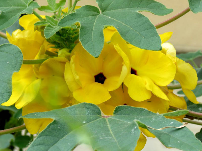 Uncarina grandidieri