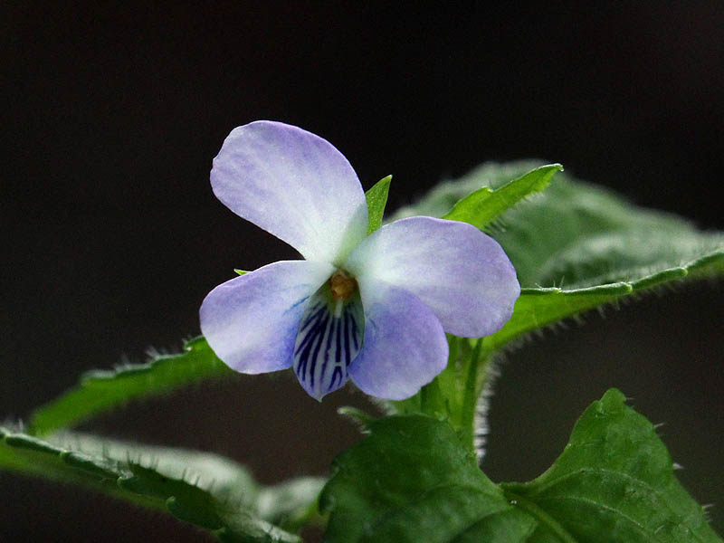 Viola abyssinica