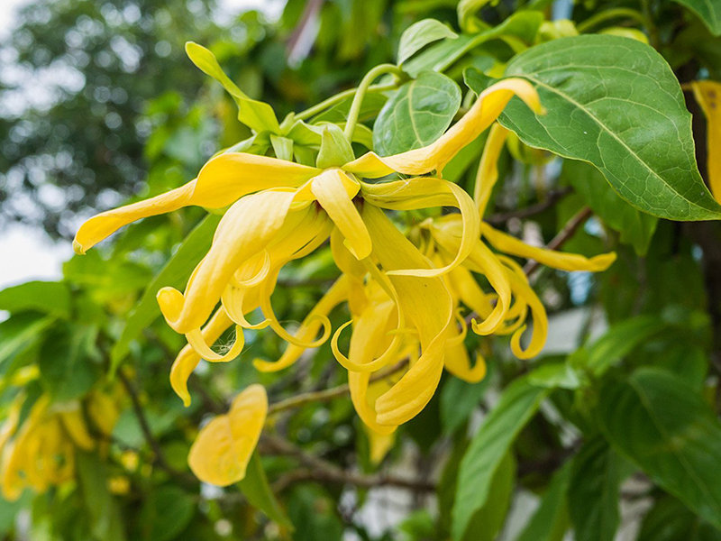 Ylang ylang