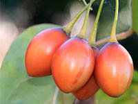 Tamarillo