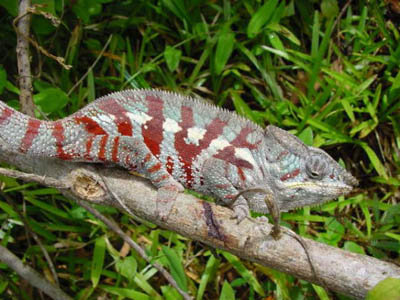 Cam&eacute;l&eacute;on
