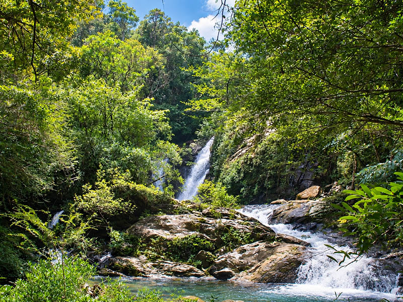 foret ambodiriana